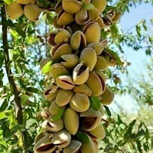 Blue label pistachio seedling of the hazelnut variety |Ekesht Platform| ایکشت|ekesht